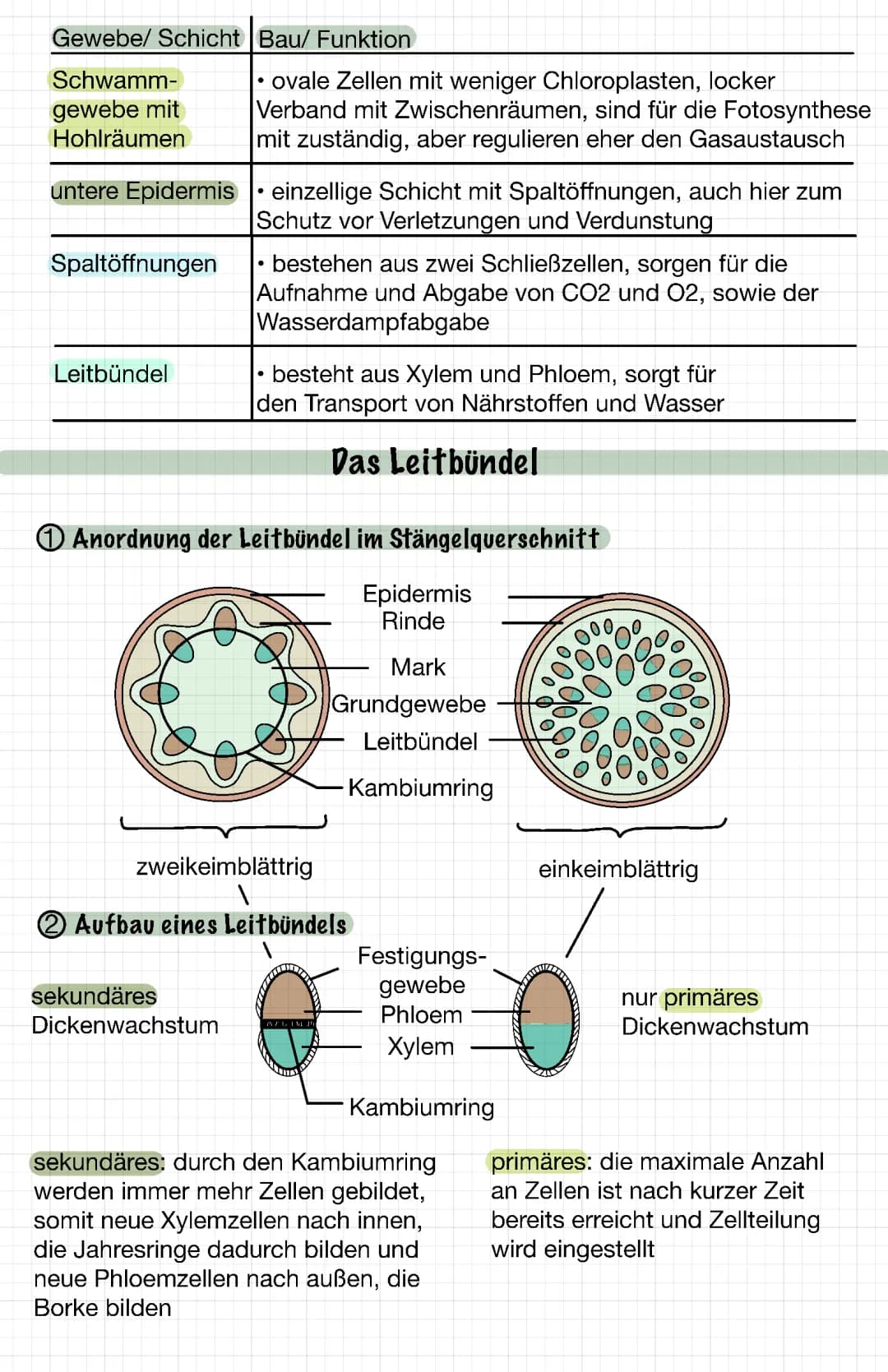Aufbau eines Laubblattes 
