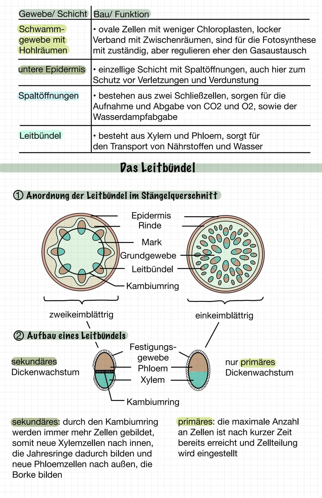 Äußerer Aufbau
Blattspreite
Blattstiel
2 Innerer Aufbau
3 Bau und Funktion
Gewebe/ Schicht Bau/ Funktion
Cuticula
obere Epidermis
Das Laubbl
