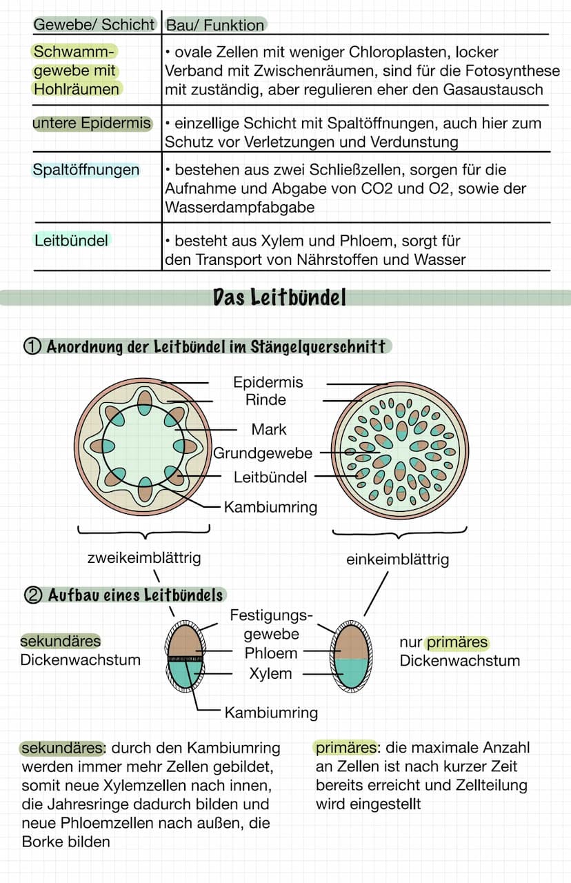 Äußerer Aufbau
Blattspreite
Blattstiel
2 Innerer Aufbau
3 Bau und Funktion
Gewebe/ Schicht Bau/ Funktion
Cuticula
obere Epidermis
Das Laubbl