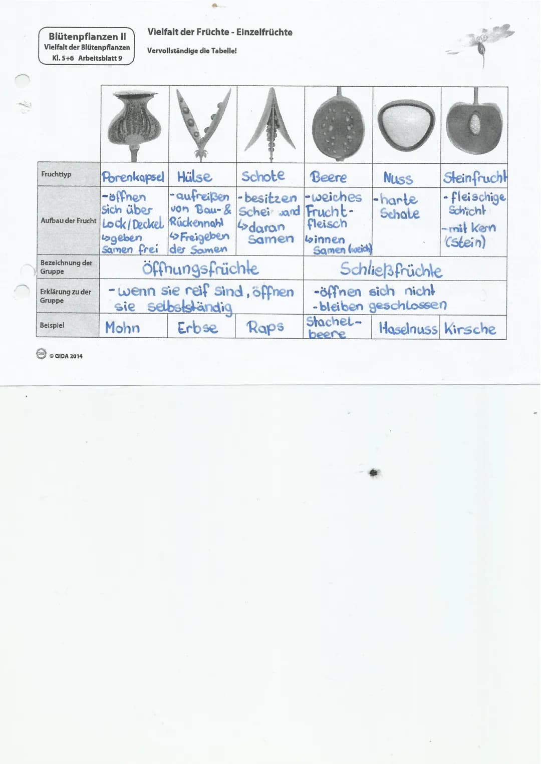 Blütenpflanzen II
Vielfalt der Blütenpflanzen
Kİ. 5+6 Arbeitsblatt 9
Fruchttyp
Bezeichnung der
Gruppe
Erklärung zu der
Gruppe
-öffnen
sich ü