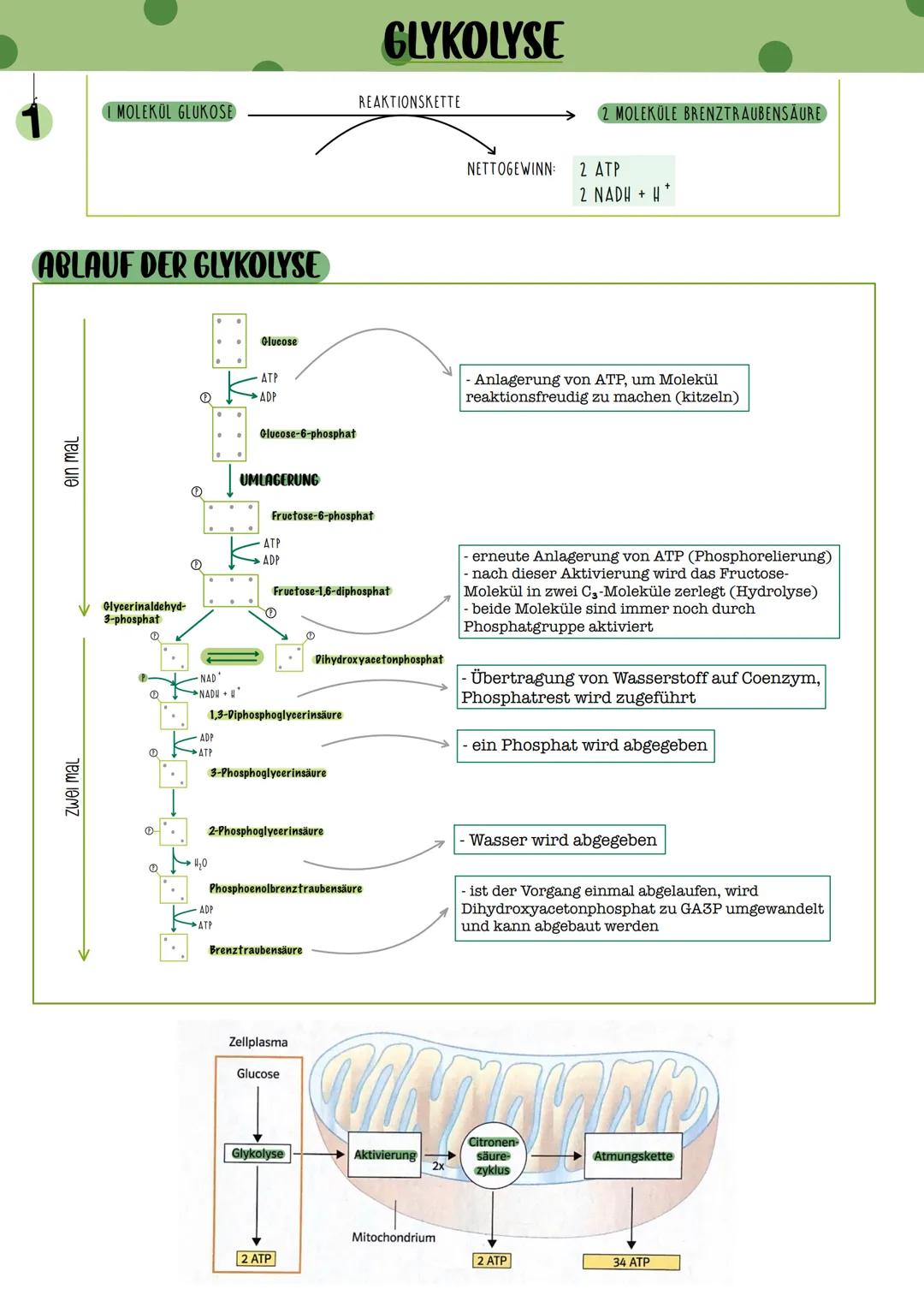 GLYKOLYSE

REAKTIONSKETTE

1 MOLEKÜL GLUKOSE

2 MOLEKULE BRENZTRAUBENSÄURE

NETTOGEWINN: 2 ATP
2 NADH + H

ABLAUF DER GLYKOLYSE

Glucose

AT