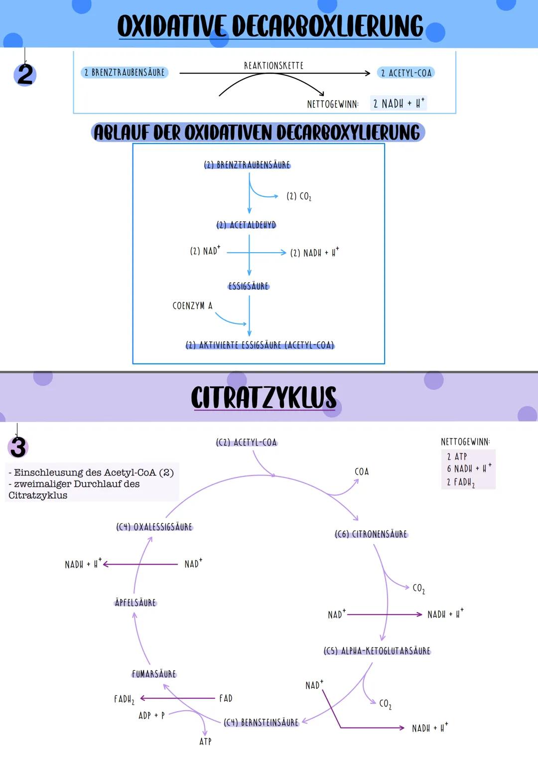GLYKOLYSE

REAKTIONSKETTE

1 MOLEKÜL GLUKOSE

2 MOLEKULE BRENZTRAUBENSÄURE

NETTOGEWINN: 2 ATP
2 NADH + H

ABLAUF DER GLYKOLYSE

Glucose

AT