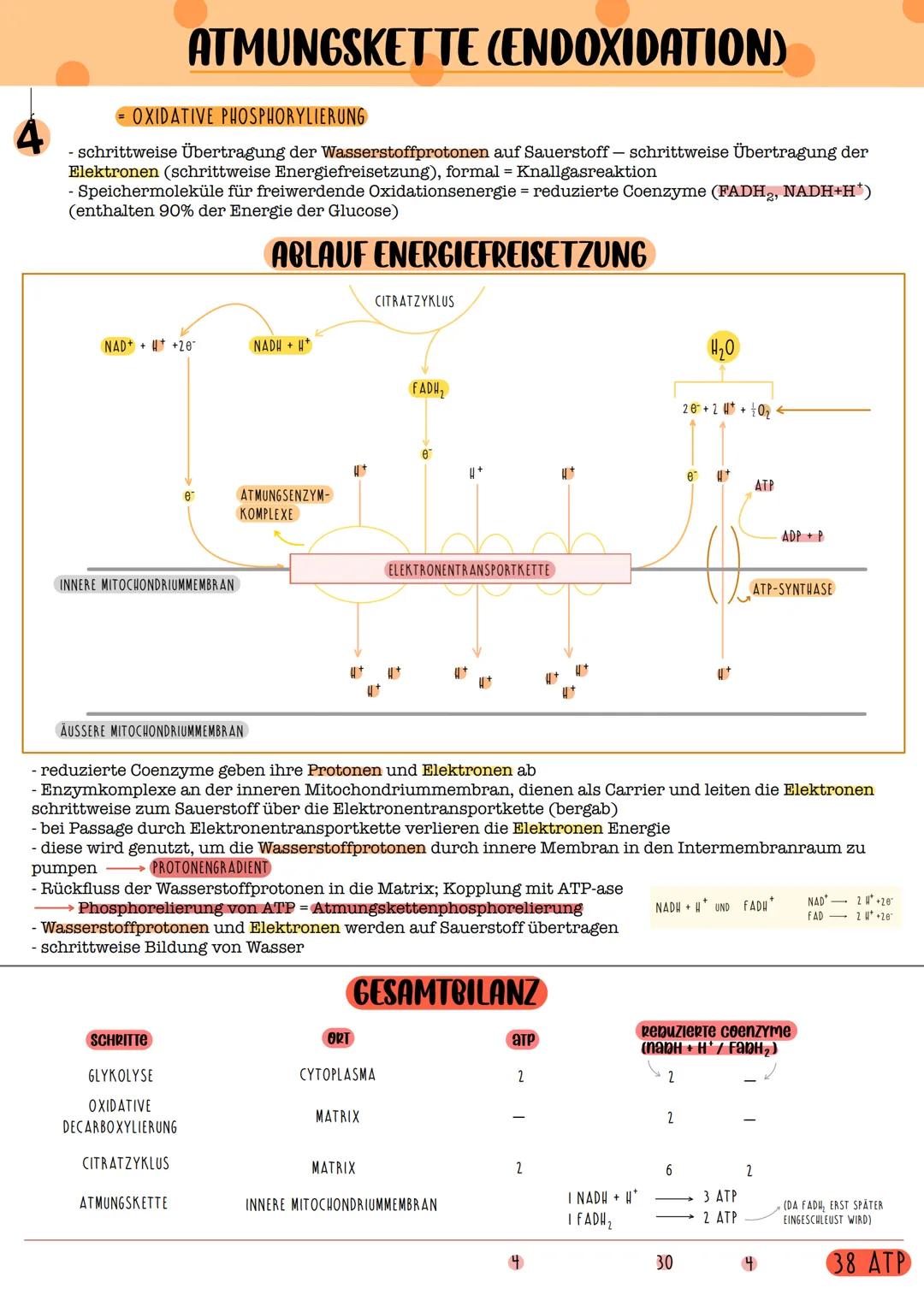 GLYKOLYSE

REAKTIONSKETTE

1 MOLEKÜL GLUKOSE

2 MOLEKULE BRENZTRAUBENSÄURE

NETTOGEWINN: 2 ATP
2 NADH + H

ABLAUF DER GLYKOLYSE

Glucose

AT