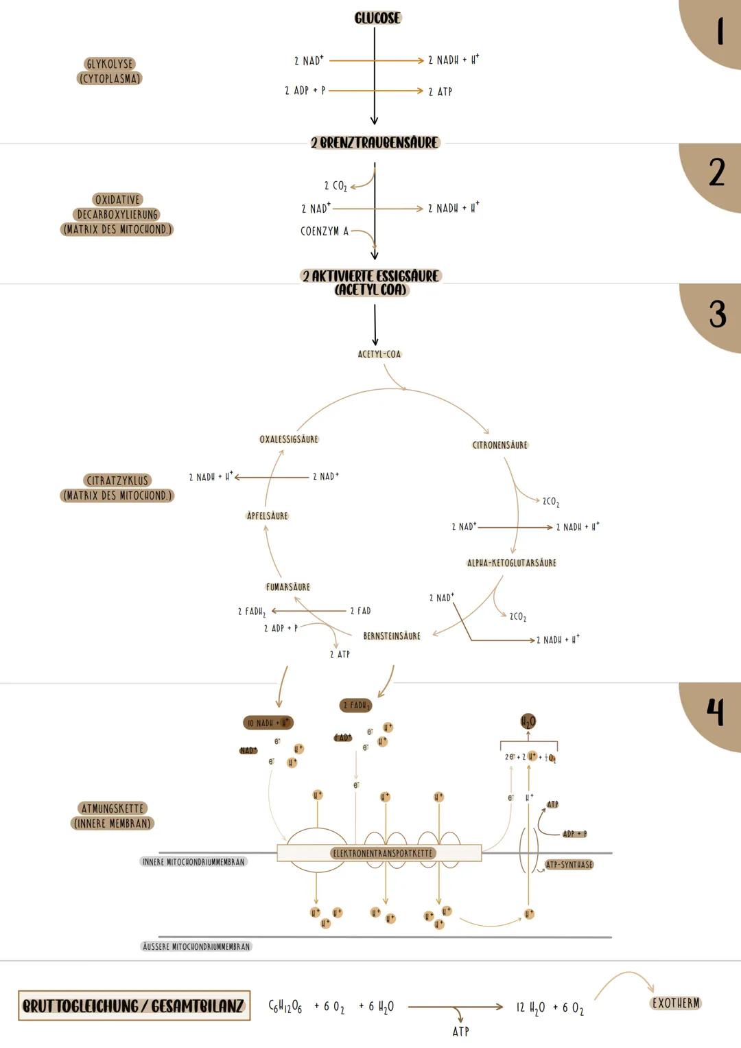 GLYKOLYSE

REAKTIONSKETTE

1 MOLEKÜL GLUKOSE

2 MOLEKULE BRENZTRAUBENSÄURE

NETTOGEWINN: 2 ATP
2 NADH + H

ABLAUF DER GLYKOLYSE

Glucose

AT