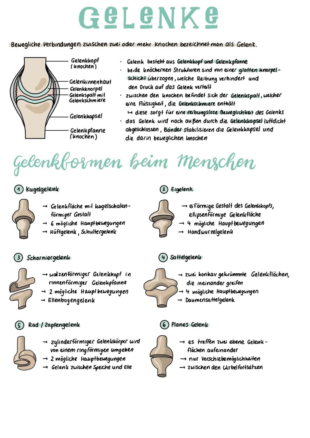 Bewegliche Verbindungen zwischen zwei oder mehr Knochen bezeichnet man als Gelenk.
Gelenkkopf
(unochen)
Gelenk besteht aus Gelenkkopf und Ge