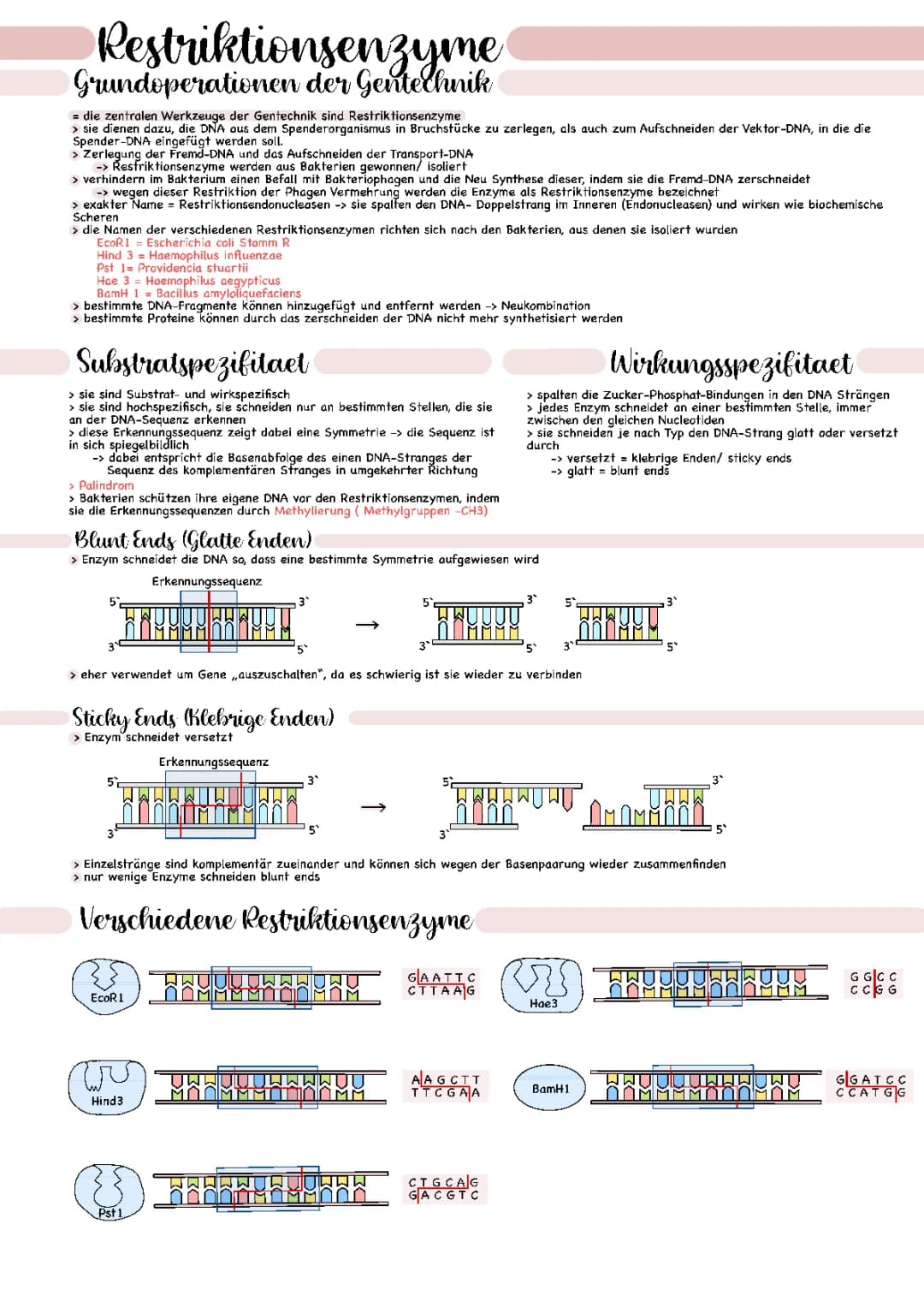 Restriktionsenzyme 