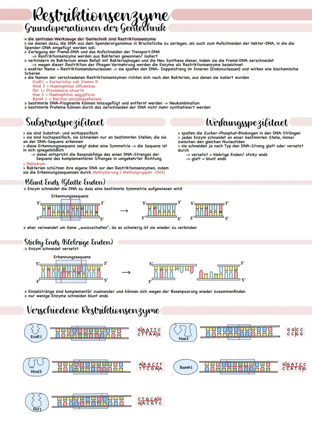 Restriktionsenzyme
Grundoperationen der Gentechnik
= die zentralen Werkzeuge der Gentechnik sind Restriktionsenzyme
> sie dienen dazu, die D