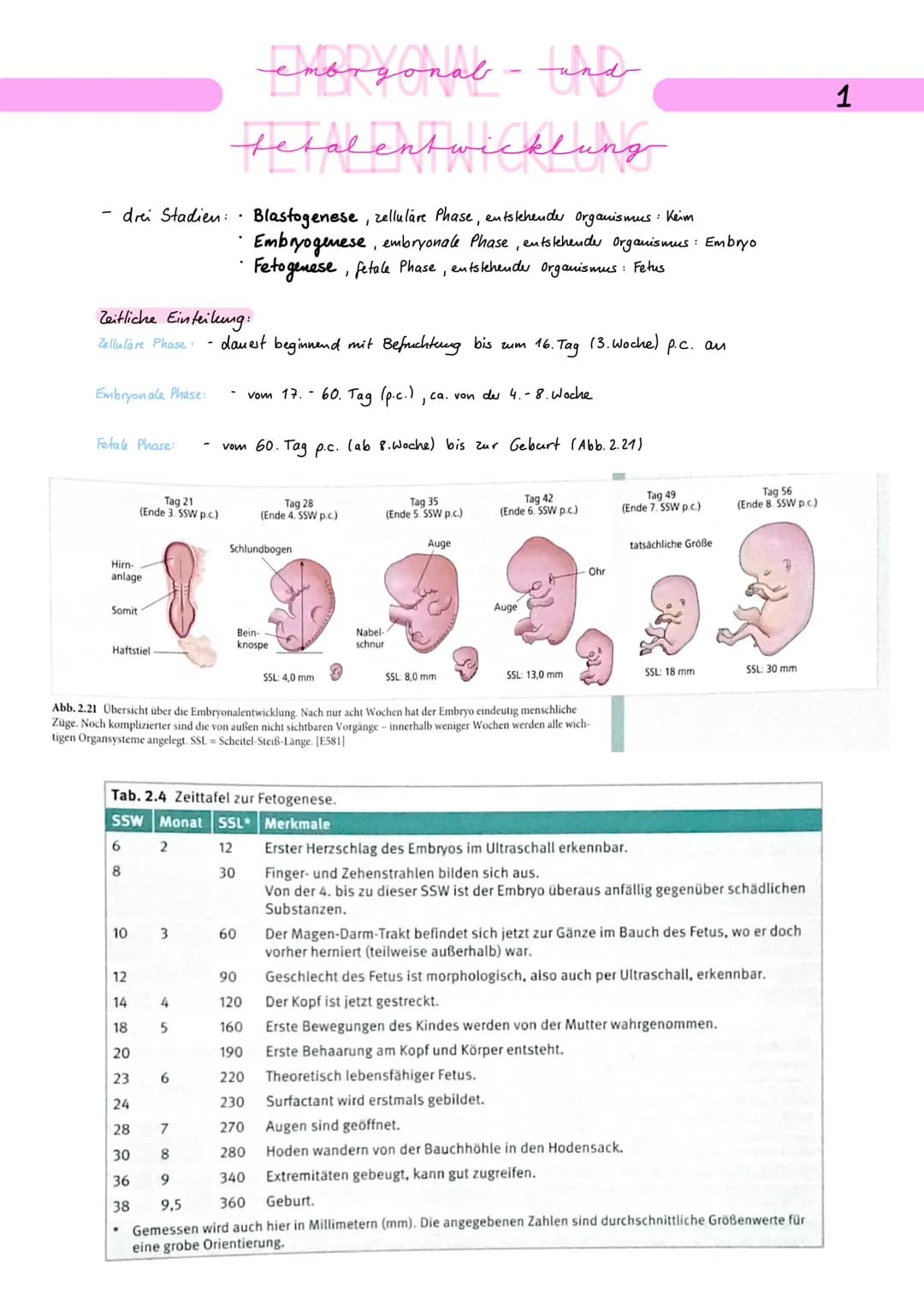
<p>Die embryonale und fetale Entwicklung des Menschen umfasst drei Stadien: die Blastogenese, die zelluläre Phase und die Entstehung des Or