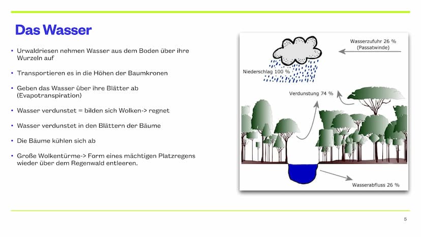 Der Tropische Regenwald
9.12.2022 CHERRY, JAYDEN, JANNIK, NICK & PHILIPP Inhaltsverzeichnis
Thema
Die Lage
Das Klima
Das Wasser
Der Boden
Ve