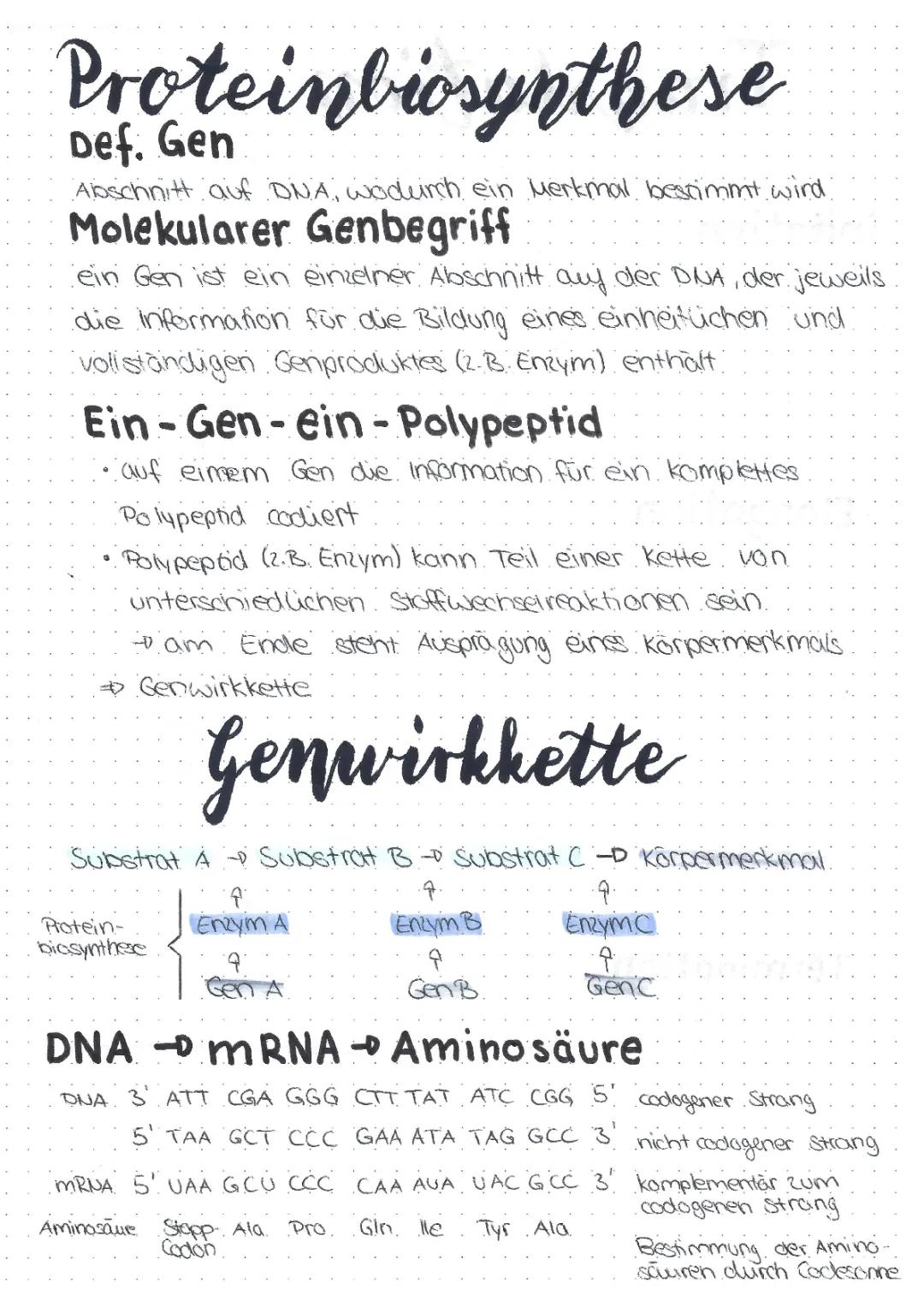 Proteinbiosynthese Ablauf und Genwirkkette - Zusammenfassung für Kids