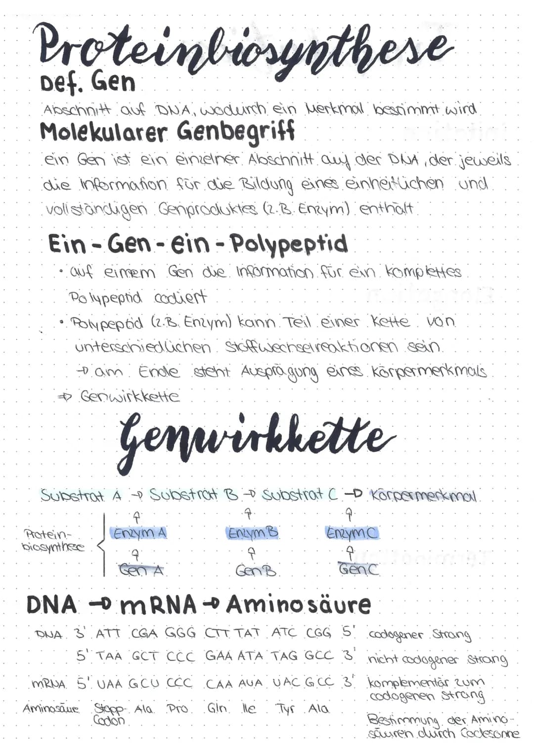 Proteinbiosynthese
Def. Gen
Abschnitt auf DNA, wodurch ein Merkmal bestimmt wird
Molekularer Genbegriff
ein Gen ist ein einzelner Abschnitt 