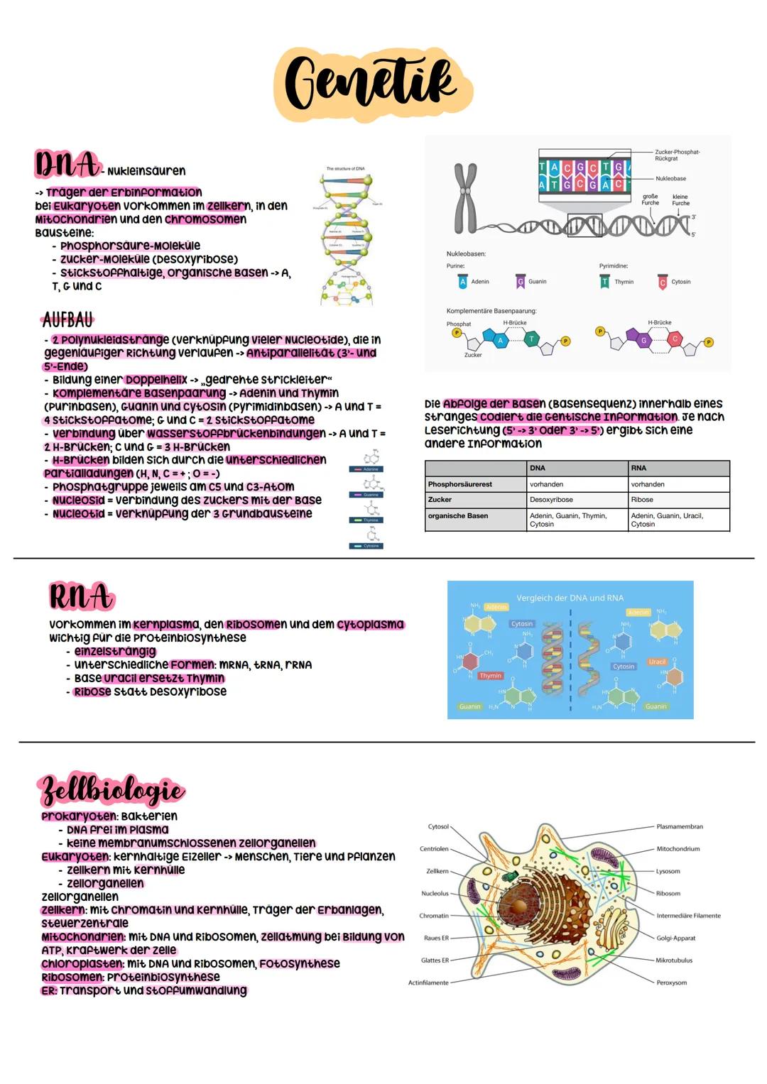 Biologie Abitur
2023 Evolutionstheorien
-> Erklärung des Artwandels und Entstehung von Arten
DARWIN
- selektionstheorie
Inkonstanz der Arten