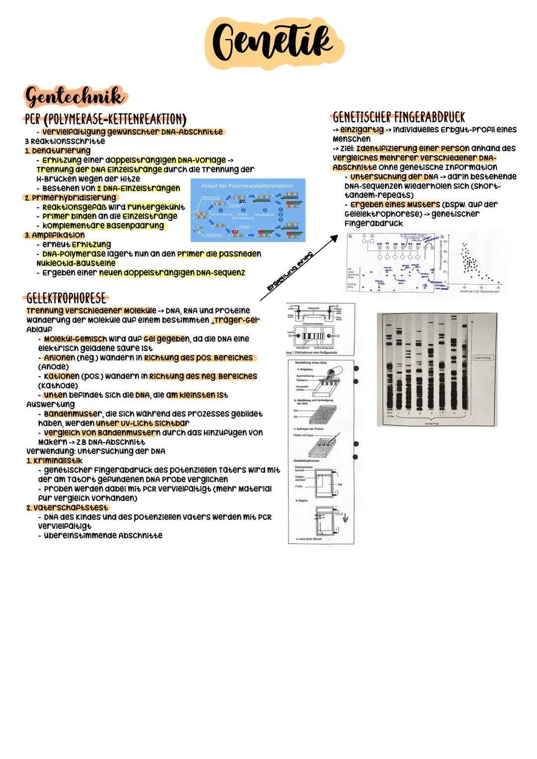 Biologie Abitur
2023 Evolutionstheorien
-> Erklärung des Artwandels und Entstehung von Arten
DARWIN
- selektionstheorie
Inkonstanz der Arten