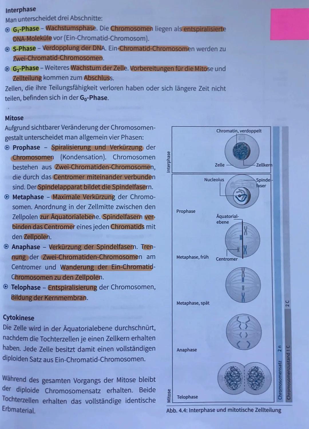 Biologie Abitur
2023 Evolutionstheorien
-> Erklärung des Artwandels und Entstehung von Arten
DARWIN
- selektionstheorie
Inkonstanz der Arten