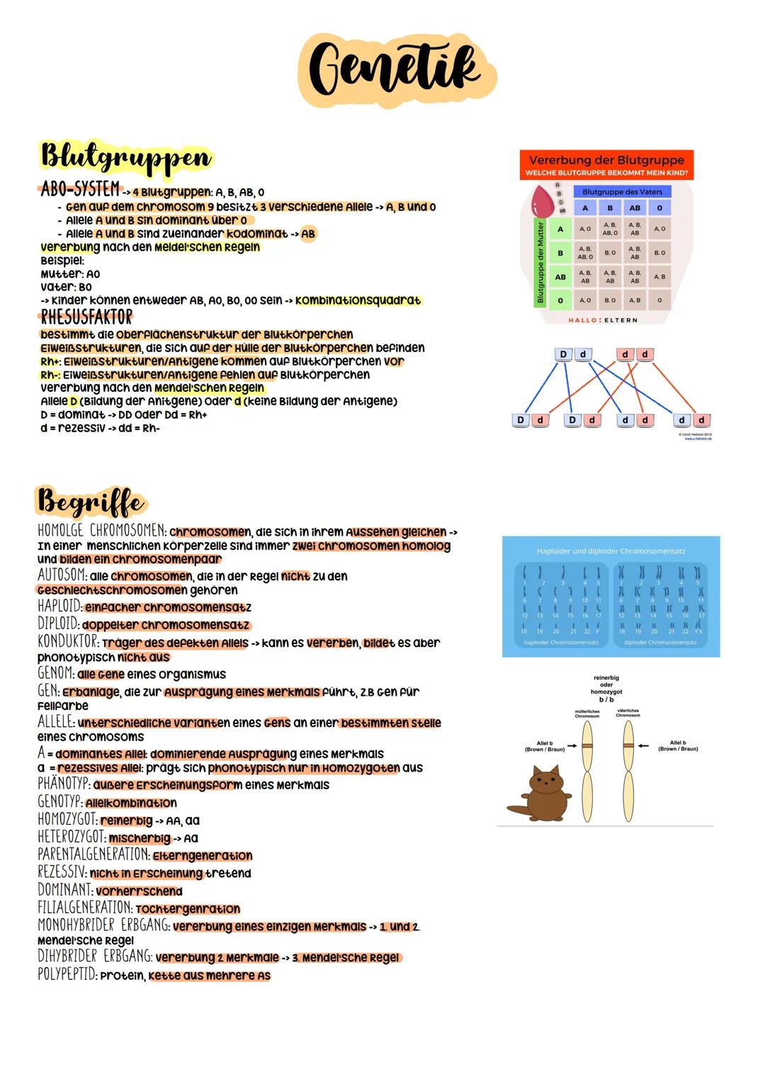 Biologie Abitur
2023 Evolutionstheorien
-> Erklärung des Artwandels und Entstehung von Arten
DARWIN
- selektionstheorie
Inkonstanz der Arten