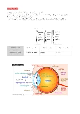 Know Neurobiologie thumbnail