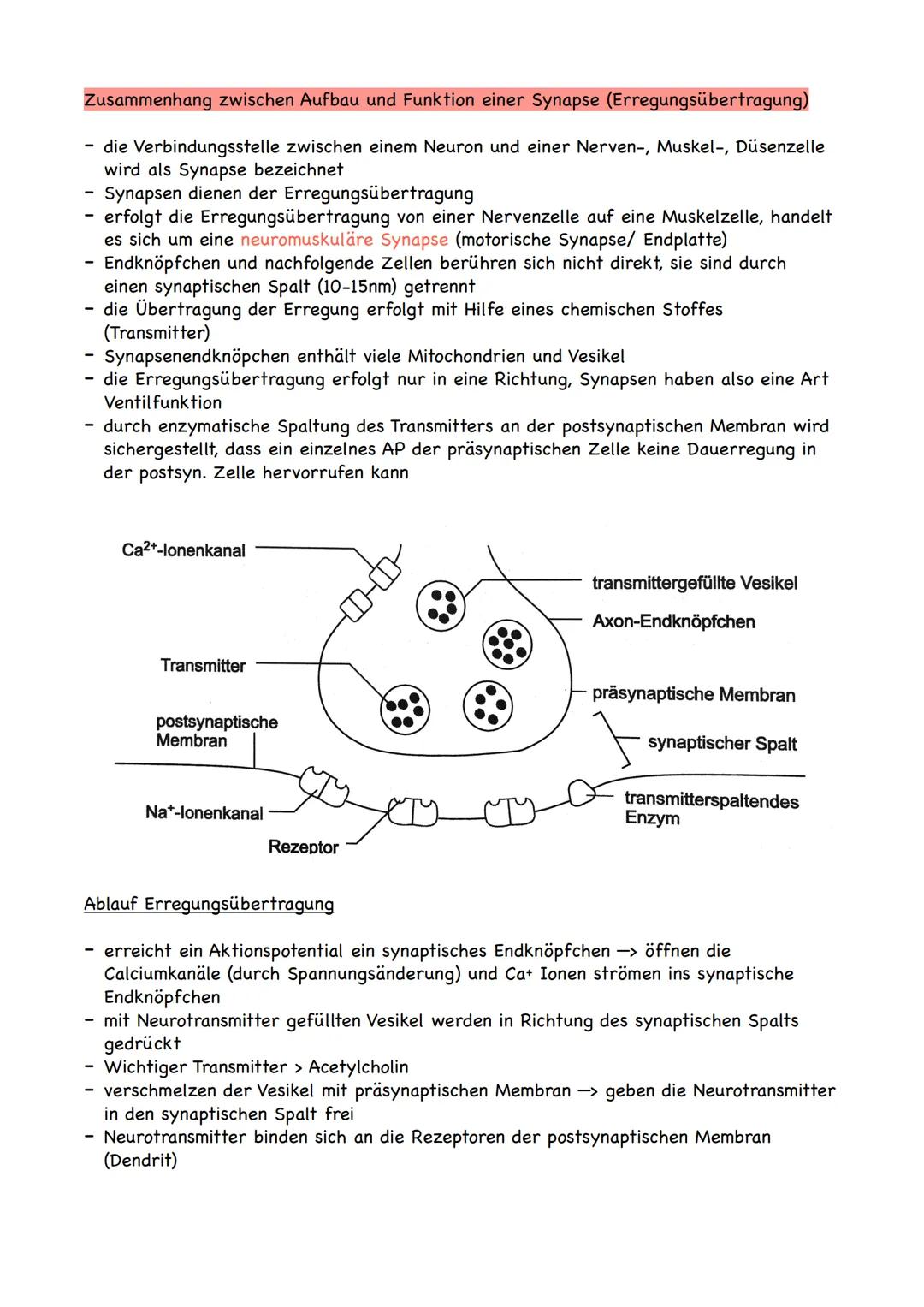 adäquater Reiz
= Reiz, auf den ein bestimmter Rezeptor anspricht
-> Rezeptor ist ein Messglied von einzelligen oder vielzelligen Organismen,