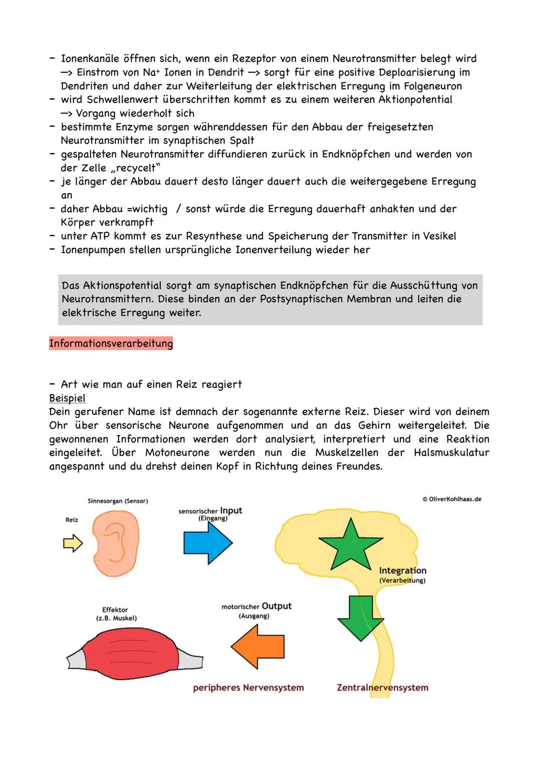 adäquater Reiz
= Reiz, auf den ein bestimmter Rezeptor anspricht
-> Rezeptor ist ein Messglied von einzelligen oder vielzelligen Organismen,