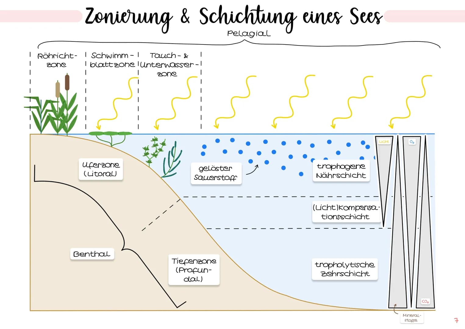 1. Grundbegriffe der Ökologie
→ Glossar | S. 1
→ ökologische Ebenen IS.2
ÖKOSYSTEM SEE
Klausur Ökologie
5.
2. biotische & abiotische Faktore