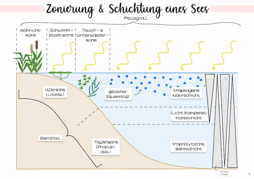 1. Grundbegriffe der Ökologie
→ Glossar | S. 1
→ ökologische Ebenen IS.2
ÖKOSYSTEM SEE
Klausur Ökologie
5.
2. biotische & abiotische Faktore