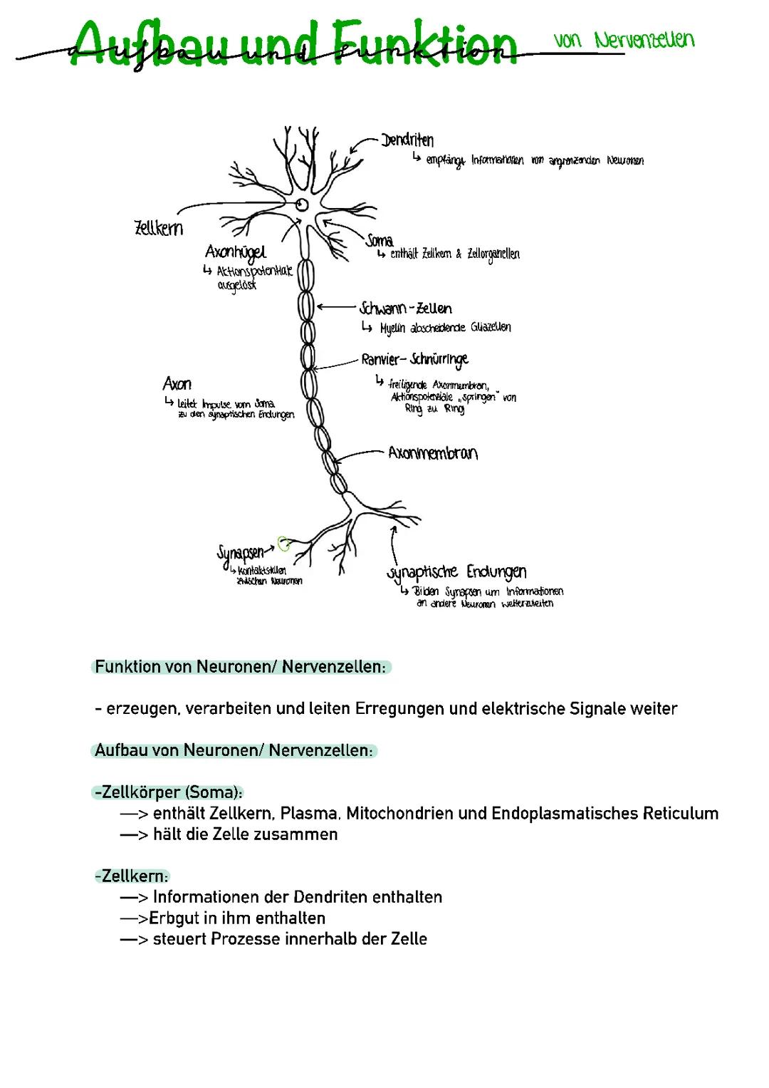 Aufbau und Funktion von Neuronen/ Nervenzellen 
