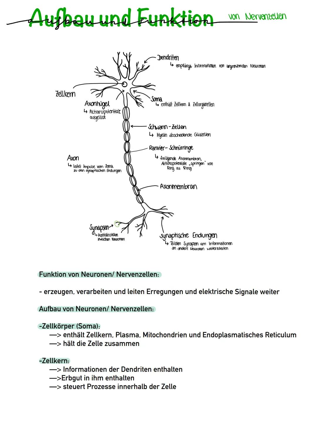 Aufbau und Funktion
Zellkern
Axonhügel
4 Aktionspotentiale
ausgelöst
Axon
↳ leitet Impulse vom Jama
zu den synaptischen Endungen
Synapsen
Ko