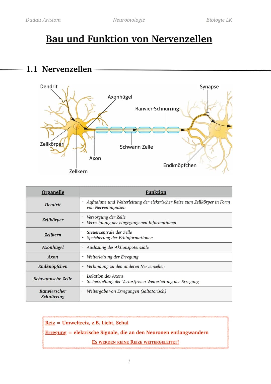 Dudau Artsiom
1.1 Nervenzellen
Bau und Funktion von Nervenzellen
Dendrit
Zellkörper
Organelle
Dendrit
Zellkörper
Zellkern
Axonhügel
Axon
End