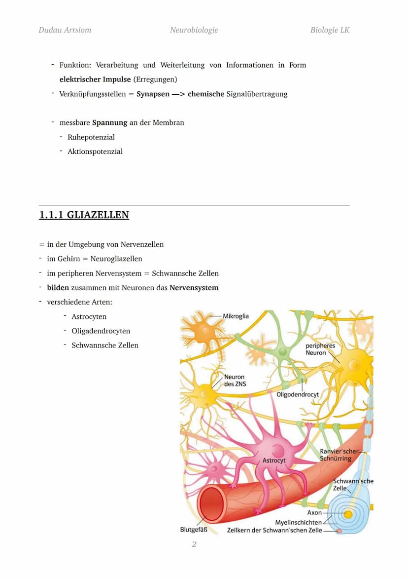 Dudau Artsiom
1.1 Nervenzellen
Bau und Funktion von Nervenzellen
Dendrit
Zellkörper
Organelle
Dendrit
Zellkörper
Zellkern
Axonhügel
Axon
End