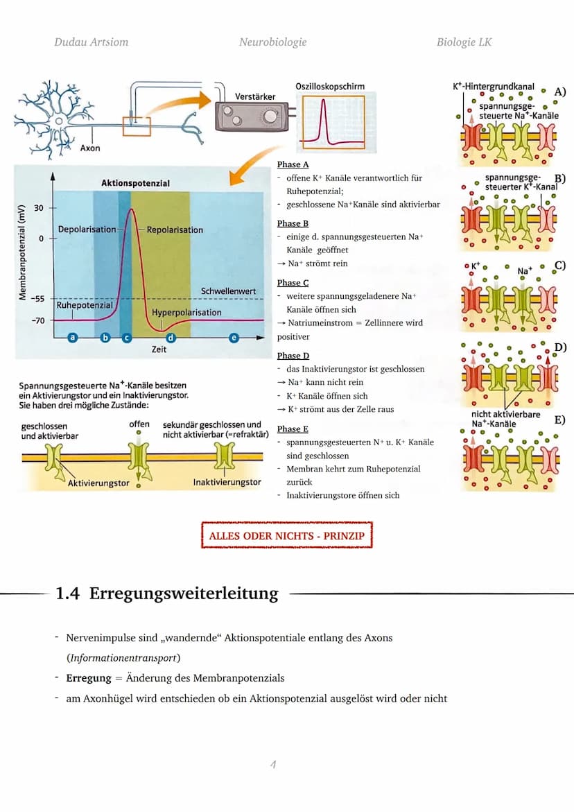 Dudau Artsiom
1.1 Nervenzellen
Bau und Funktion von Nervenzellen
Dendrit
Zellkörper
Organelle
Dendrit
Zellkörper
Zellkern
Axonhügel
Axon
End