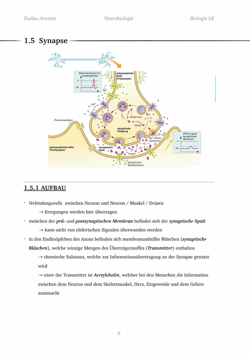 Dudau Artsiom
1.1 Nervenzellen
Bau und Funktion von Nervenzellen
Dendrit
Zellkörper
Organelle
Dendrit
Zellkörper
Zellkern
Axonhügel
Axon
End