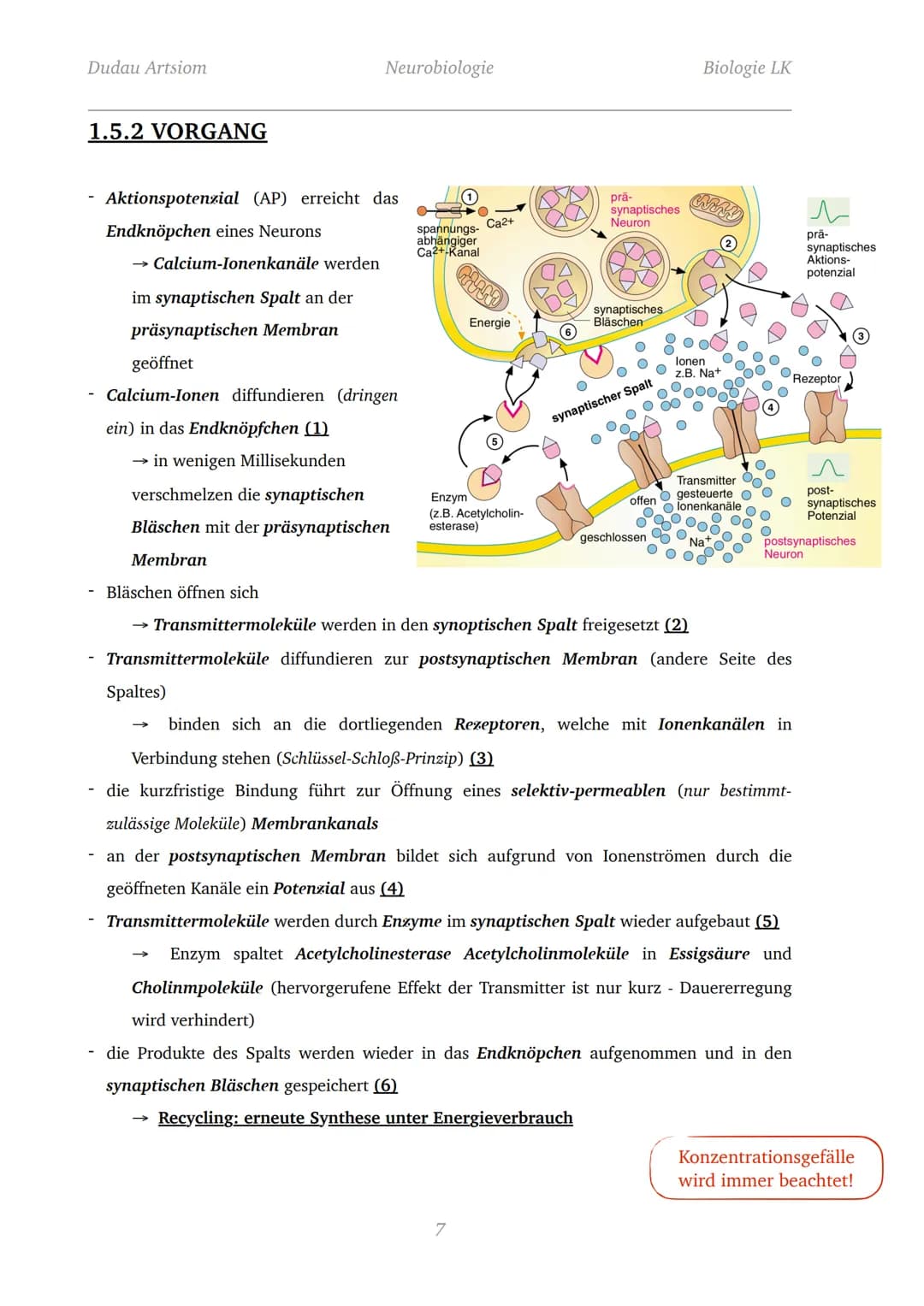 Dudau Artsiom
1.1 Nervenzellen
Bau und Funktion von Nervenzellen
Dendrit
Zellkörper
Organelle
Dendrit
Zellkörper
Zellkern
Axonhügel
Axon
End