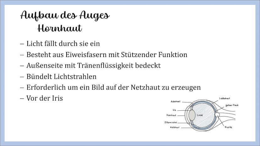 Sinnesorgan Auge
von Angelina, Michelle und Femke Gliederung
- Innerer Aufbau des Auges
Hornhaut
Lederhaut
Regenbogenhaut
Pupille
Linse
Glas