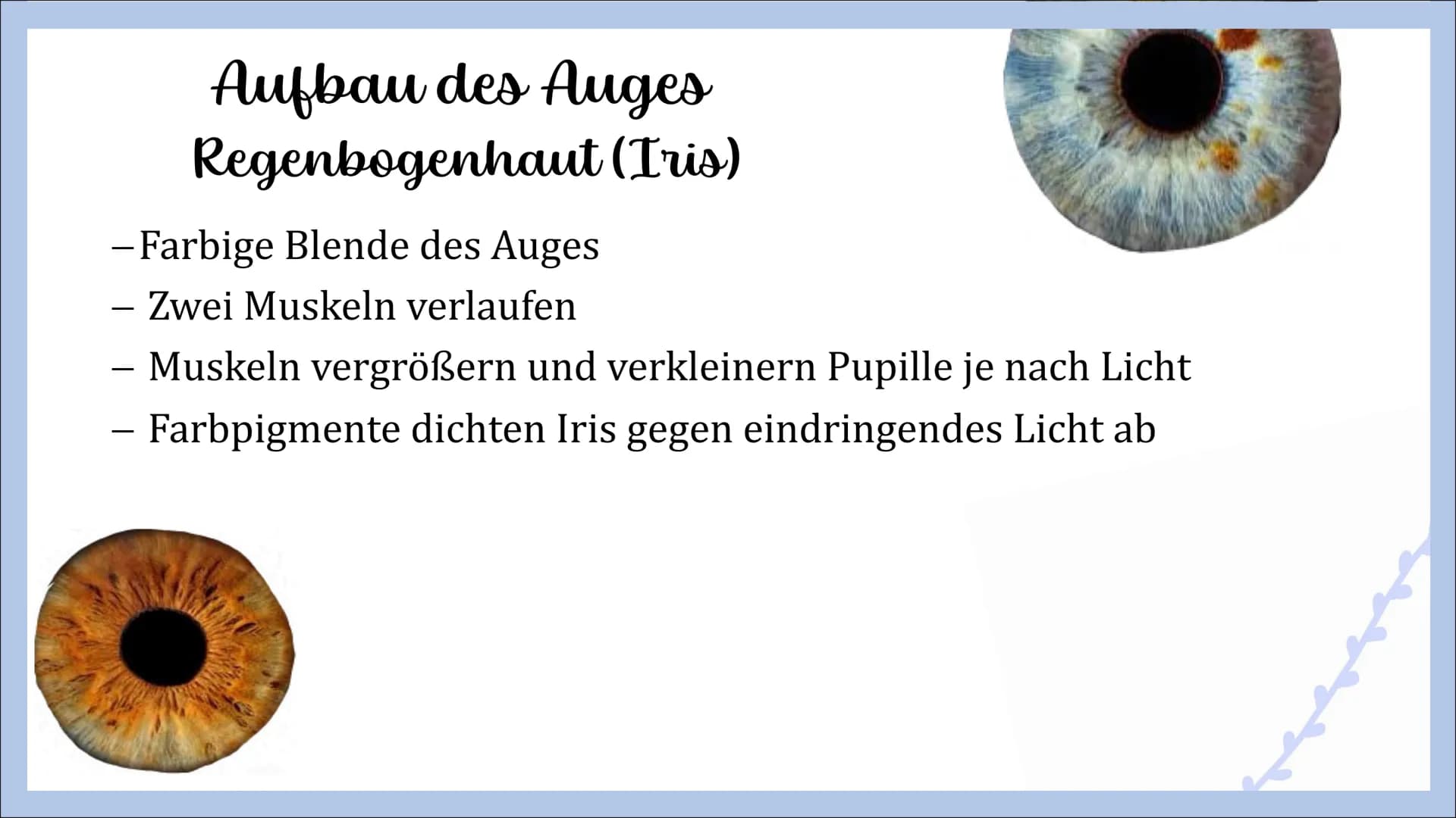 Sinnesorgan Auge
von Angelina, Michelle und Femke Gliederung
- Innerer Aufbau des Auges
Hornhaut
Lederhaut
Regenbogenhaut
Pupille
Linse
Glas