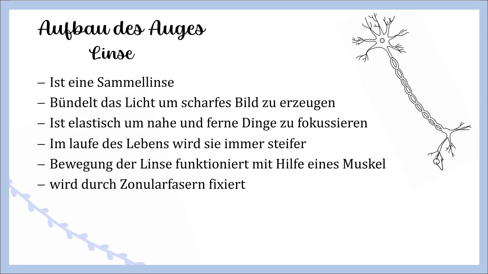 Sinnesorgan Auge
von Angelina, Michelle und Femke Gliederung
- Innerer Aufbau des Auges
Hornhaut
Lederhaut
Regenbogenhaut
Pupille
Linse
Glas