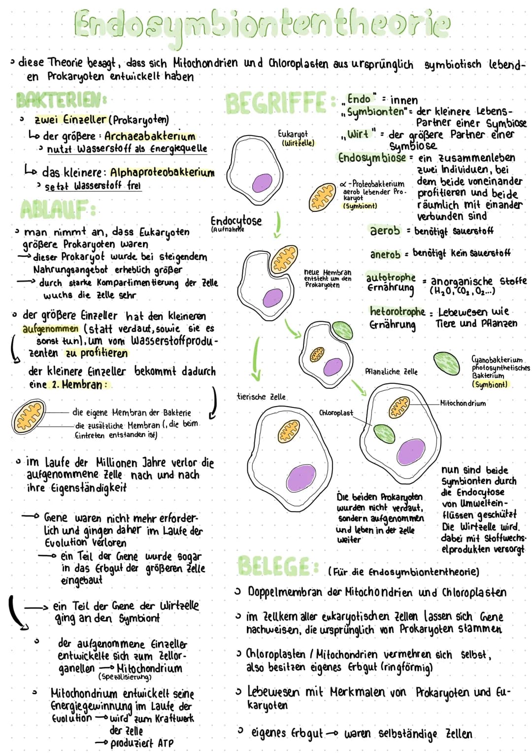 Endosymbiontentheorie
diese Theorie besagt, dass sich Mitochondrien und Chloroplasten aus ursprünglich symbiotisch lebend-
en Prokaryoten en