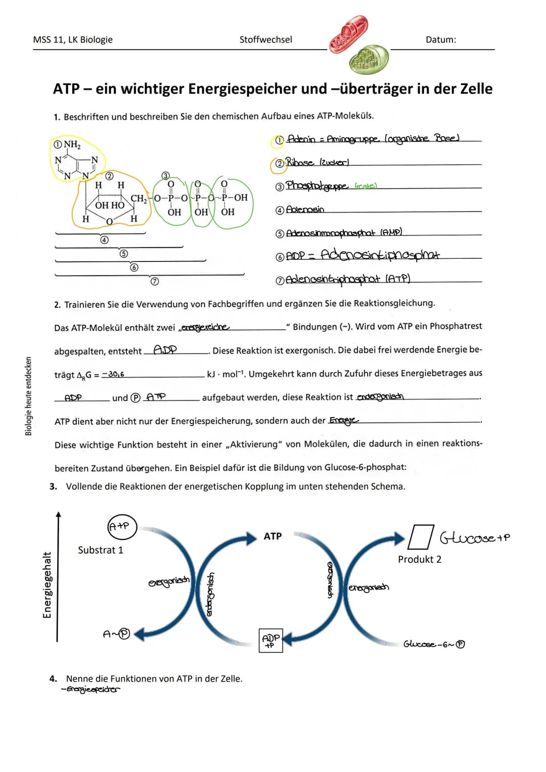 Biologie heute entdecken
MSS 11, LK Biologie
ATP - ein wichtiger Energiespeicher und -überträger in der Zelle
1. Beschriften und beschreiben