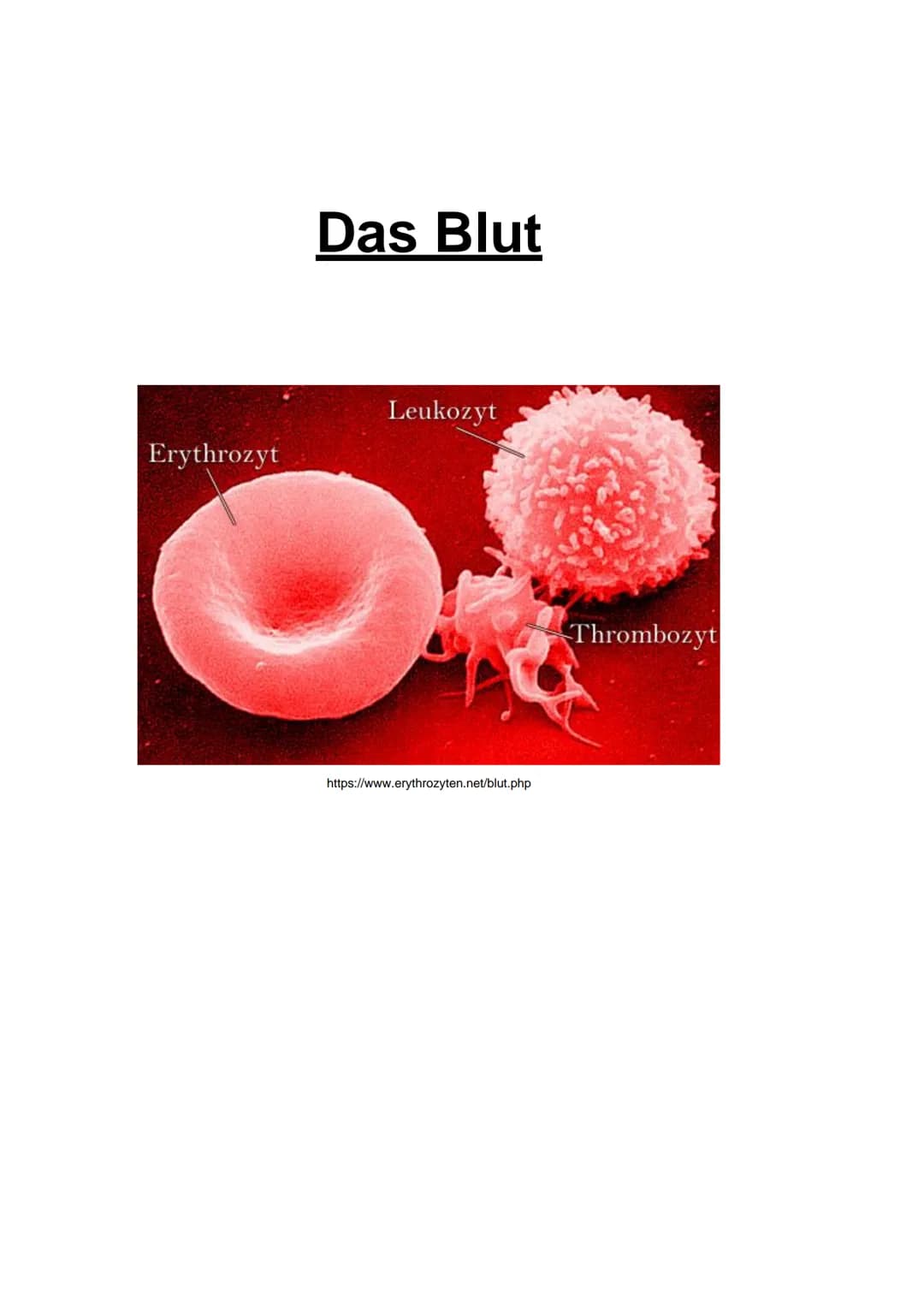 Erythrozyt
Das Blut
Leukozyt
https://www.erythrozyten.net/blut.php
Thrombozyt Inhaltsverzeichnis:
Woher kommt das Blut?
Aufgaben des Blutes
