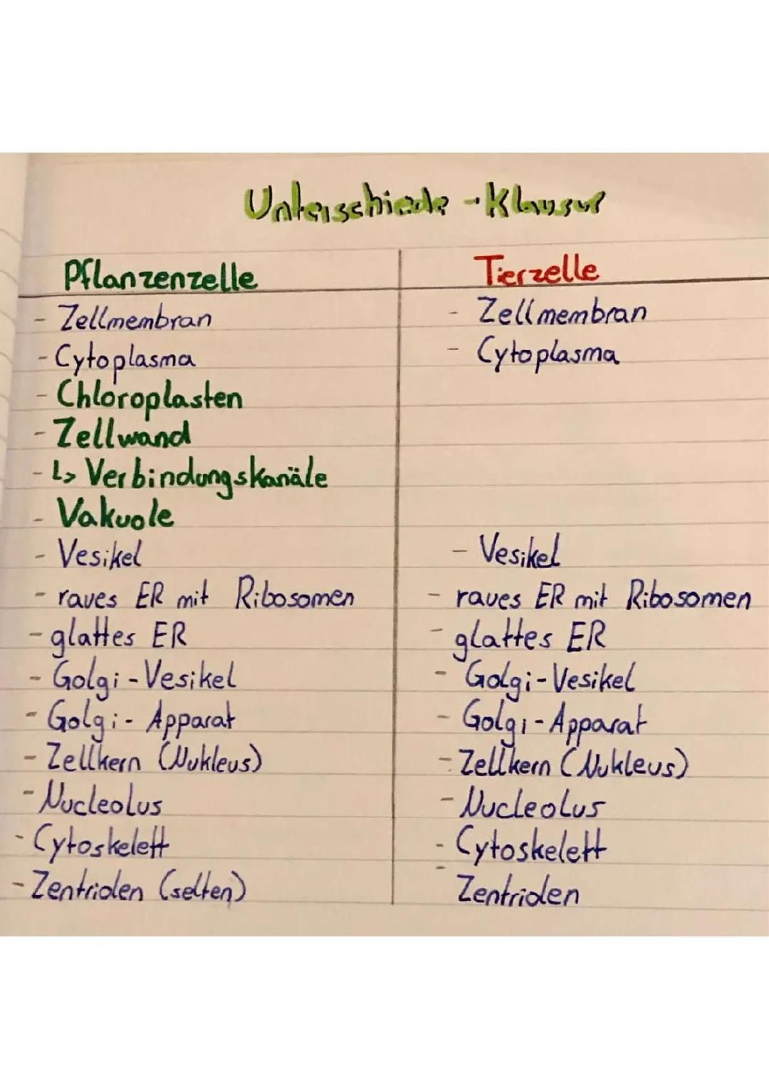 Vergleich Tierische und Pflanzliche Zelle: Einfach Erklärt für Kinder