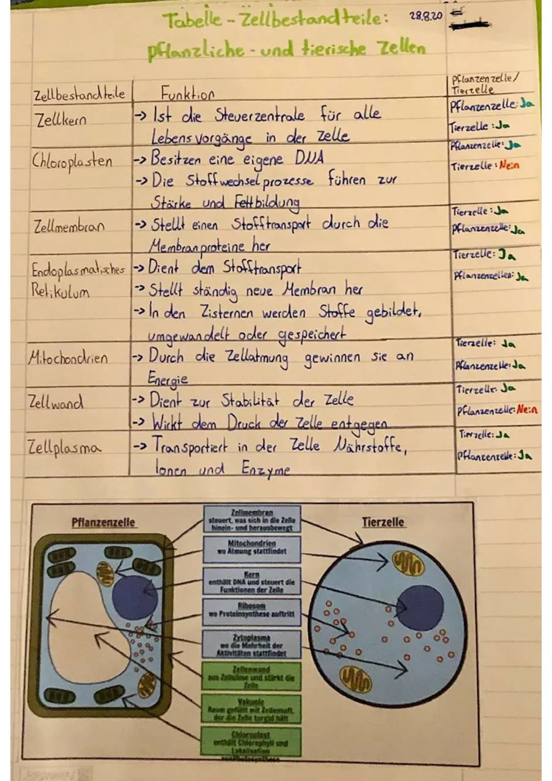 Pflanzenzelle
Zellmembran
-Cytoplasma
Chloroplasten
- Zellwand
-L> Verbindungskanäle
Vakuole
Vesikel
raves ER mit Ribosomen
-
Unterschiede -