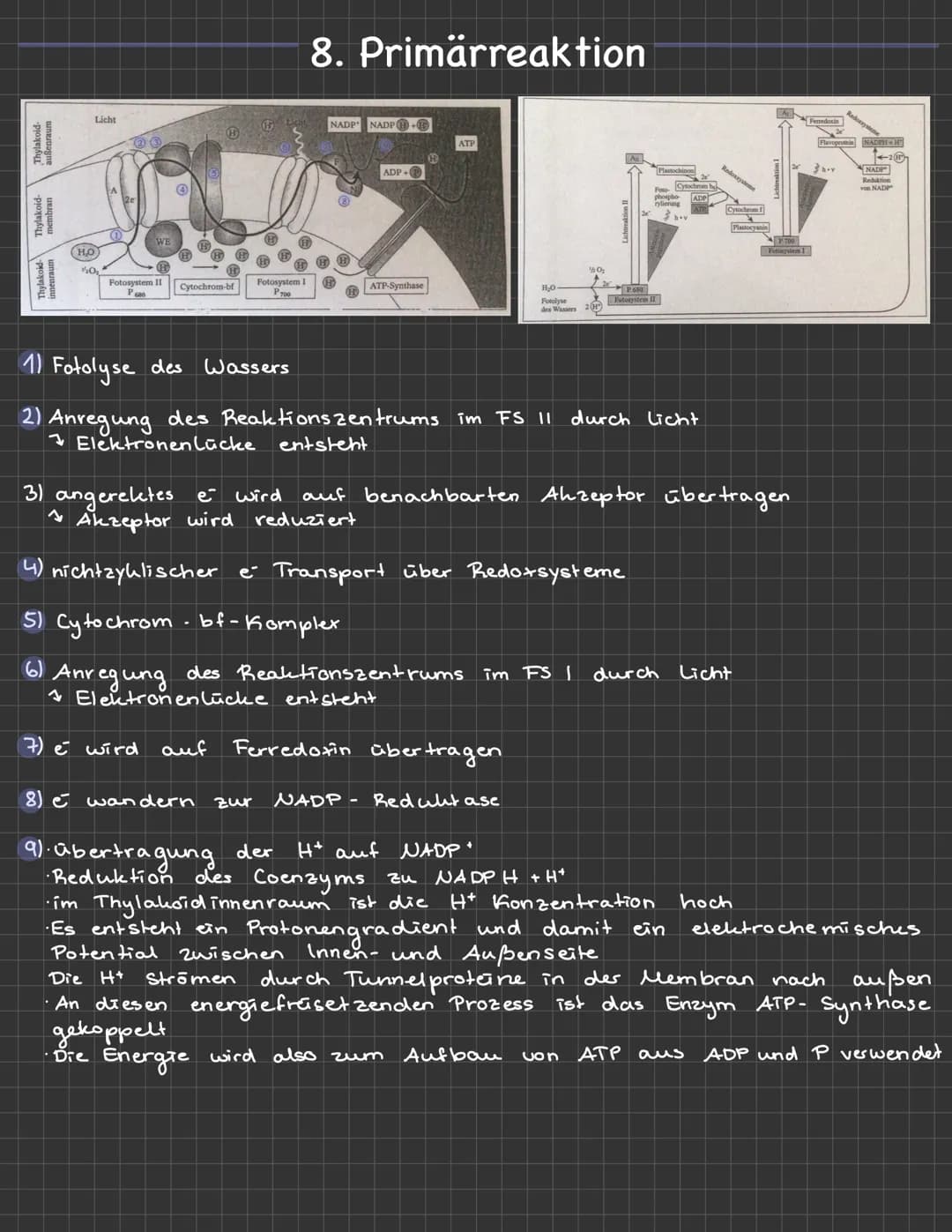 Thylakoid-
außenraum
Thylakoid-
nembran
Licht
HO
20₂
23
WE
Fotosystem II
P630
Cytochrom-bf
Fotosystem I
P700
auf
8. Primärreaktion
NADP
zur
