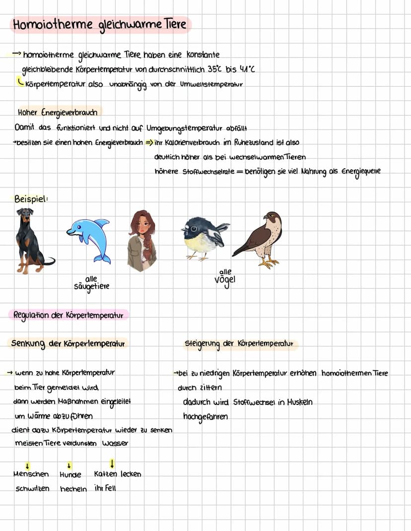Ökologie
Bergmansche Regel
→ die Bergmannsche Regel besagt dass gleich warme (homoiotherme)
Tiere in kälteren Regionen großer sind als ihre 