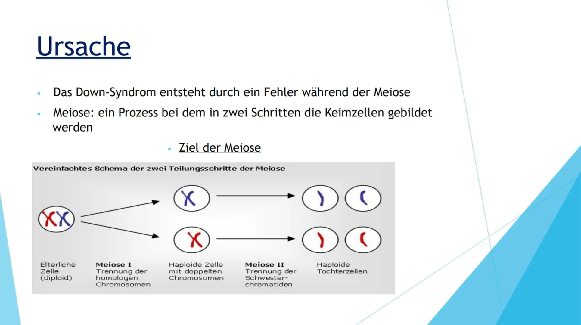 DOWN-SYNDROM
TRISOMIE 21 Inhaltsverzeichnis
1. Definition der Erkrankung
2. Mutation
3. Ursache
4. Formen der Erkrankung
Freie Trisomie 21
T