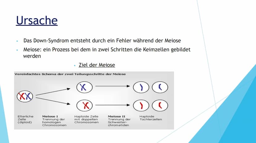 DOWN-SYNDROM
TRISOMIE 21 Inhaltsverzeichnis
1. Definition der Erkrankung
2. Mutation
3. Ursache
4. Formen der Erkrankung
Freie Trisomie 21
T