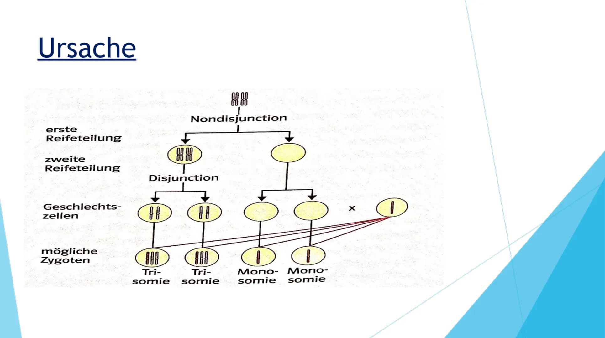 DOWN-SYNDROM
TRISOMIE 21 Inhaltsverzeichnis
1. Definition der Erkrankung
2. Mutation
3. Ursache
4. Formen der Erkrankung
Freie Trisomie 21
T
