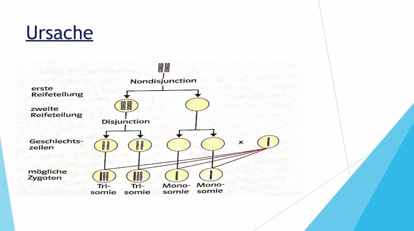 DOWN-SYNDROM
TRISOMIE 21 Inhaltsverzeichnis
1. Definition der Erkrankung
2. Mutation
3. Ursache
4. Formen der Erkrankung
Freie Trisomie 21
T