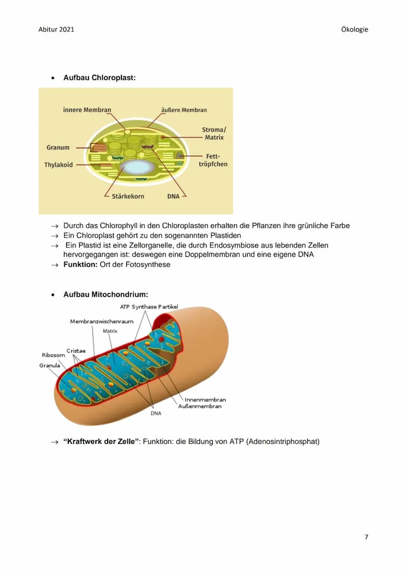 Abitur 2021
●
●
●
Biotop: bestimmter Lebensraum mit bestimmten Gegebenheiten: bestimmte abiotische
Faktoren (Klima, Wasser, Bodenbeschaffenh