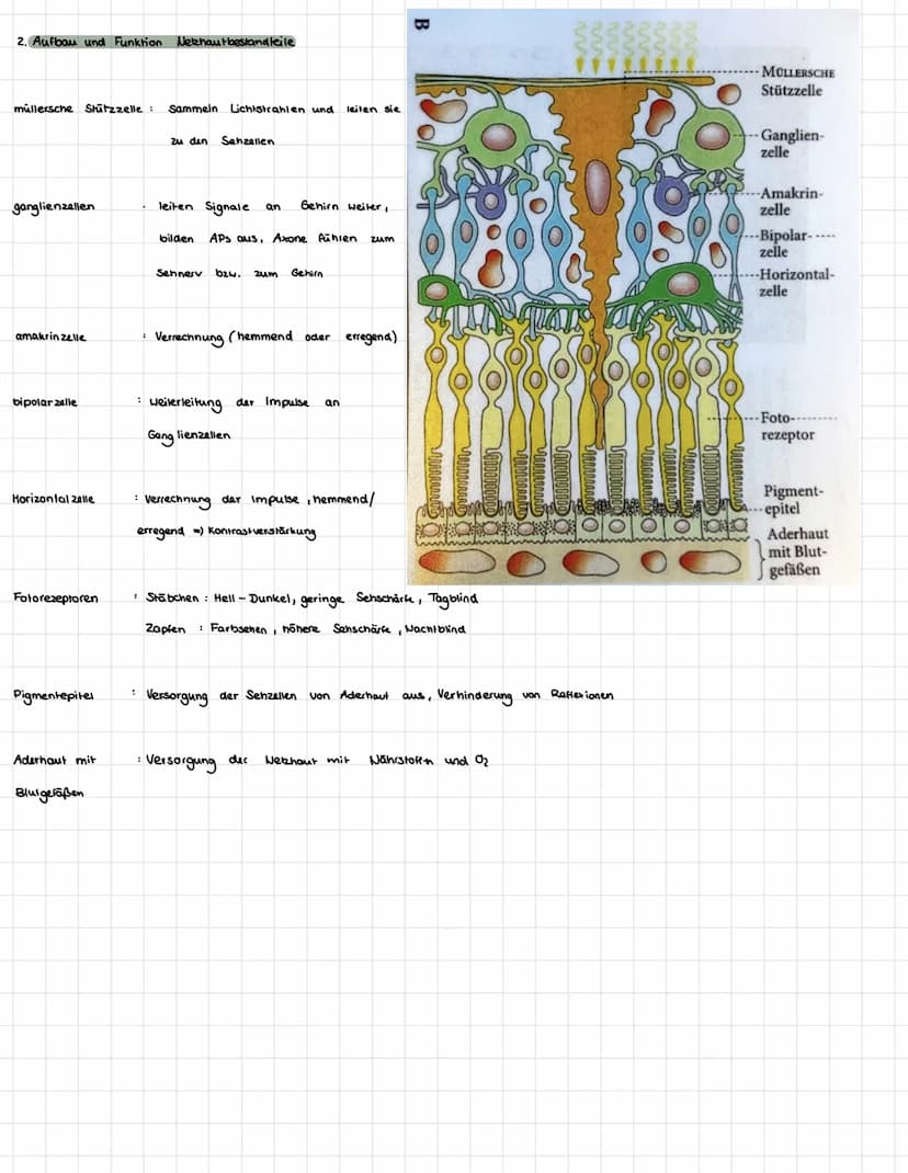 Lernstandskontrolle AUGE
themen:
A. Aufbau und Funktion Auge
2. Aufbau und Funktion Netzhautbestandteile
3. Unterschied Zapfen/Stäbchen
4. A