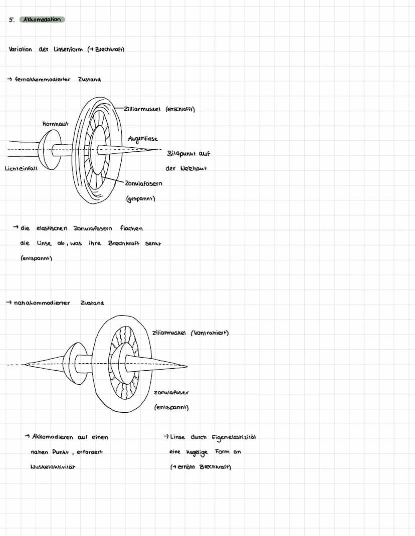 Lernstandskontrolle AUGE
themen:
A. Aufbau und Funktion Auge
2. Aufbau und Funktion Netzhautbestandteile
3. Unterschied Zapfen/Stäbchen
4. A