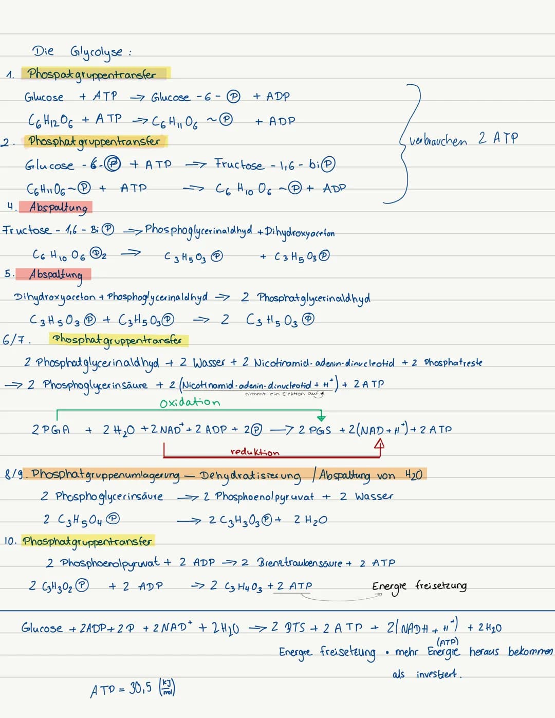 Die Glykolyse
Glucose + ZADP+ 2 + 2 NAD* → 2 Pyruvat + 2 ATP
Die aus Stärke oder Di- bzw. Oligosacchariden freigesetzte Glucose ist der Haup