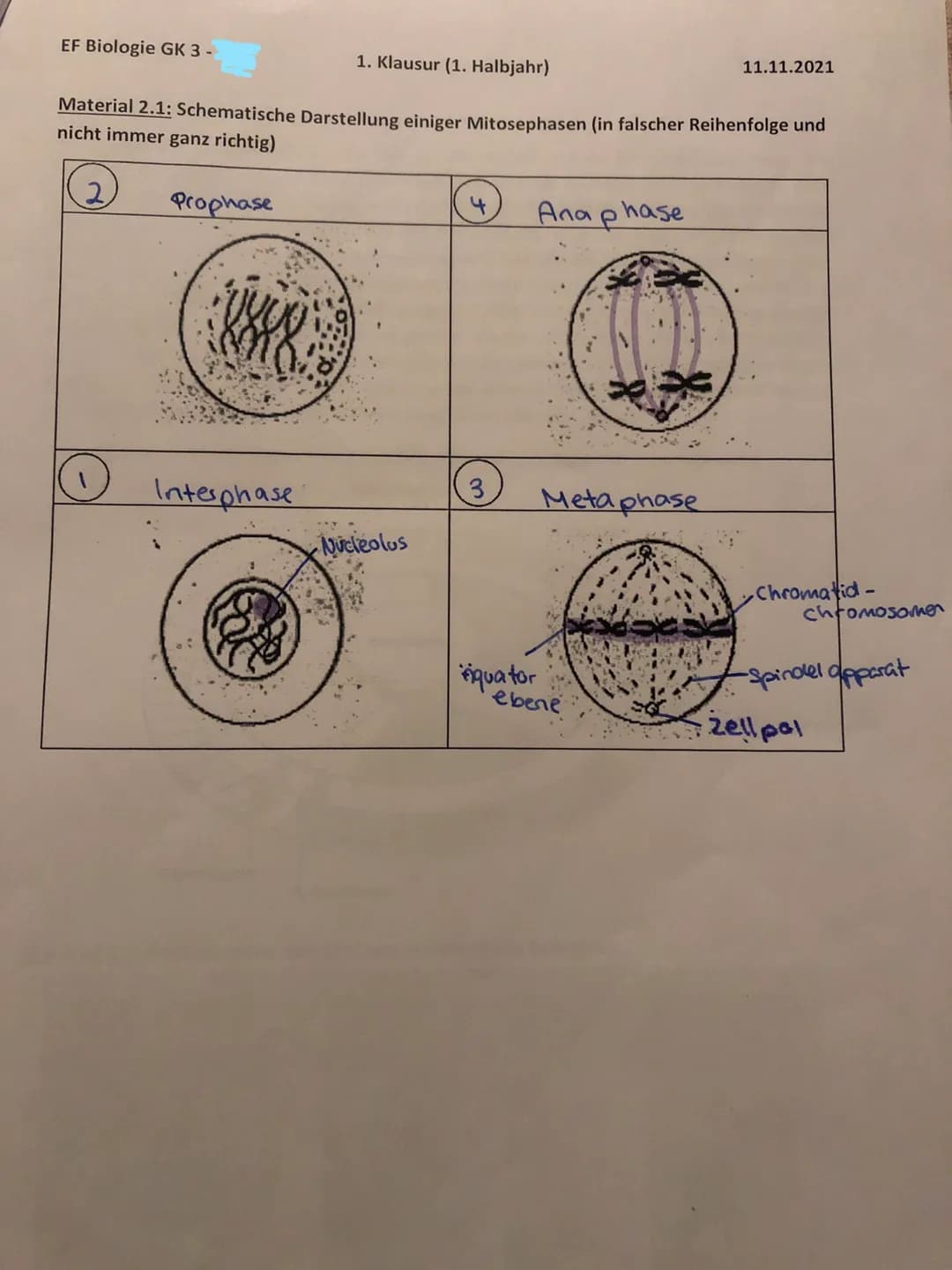 EF Biologie GK 3 -
Material 2.2: Der Zellzyklus
Der Prozess der Zellverdopplung setzt sich aus der Mitose und der Interphase zusammen. Die
I